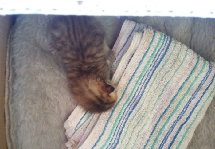 俺、タイガーの仔なんだけど、オトツイから母ちゃんに育児放棄されて人に拾われたんだ。