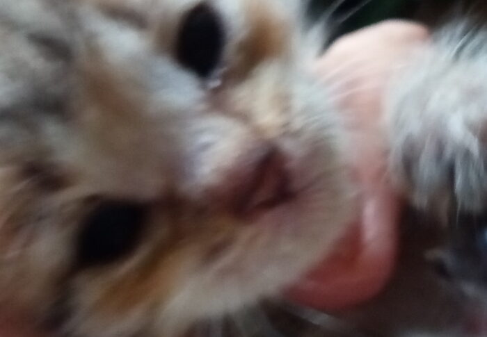 自分で実際に育てて、母猫って大変だ、って分かって来たってさ。