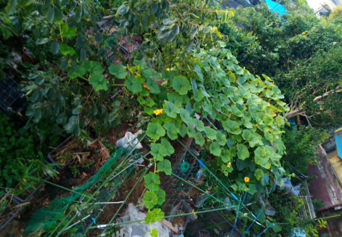 オイオイ！南瓜さんよぉ、氣安く私に上って来るなよ～！