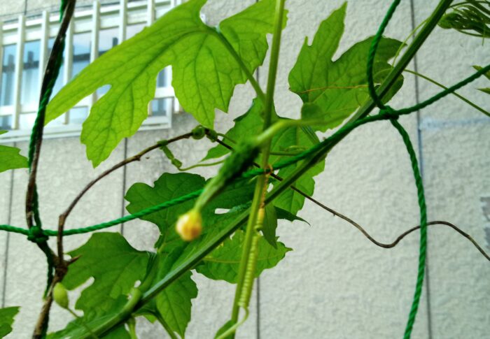 今が盛りの胡瓜に代わって9月いっぱい大活躍のゴーヤの出番です。