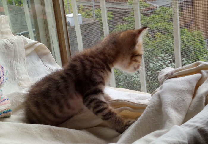 僕の知らない世界が沢山あるんだにゃ！お、あれはニャニかにゃ？