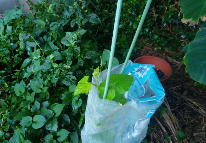 冬至南瓜は間に合うか！？今、ようやく行灯から顔を出しました。