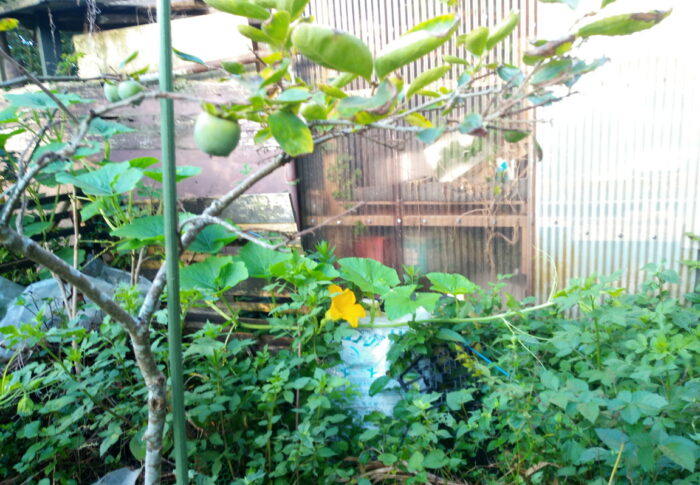 一畝の南瓜の孫蔓ですねン。ほんまに暑うて屋根には届きまへんでした。