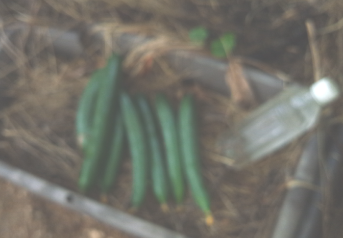 わぁ！糠漬けだけじゃ間に合わない。今までで最多です。