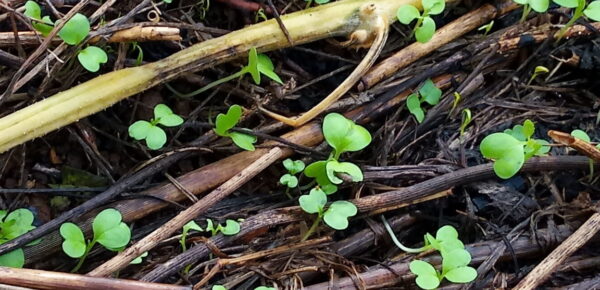 菜花の双葉と一緒に細い針のような人参の葉の発芽が見えます。